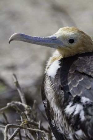 Genovesa Island, Galapagos 180.jpg